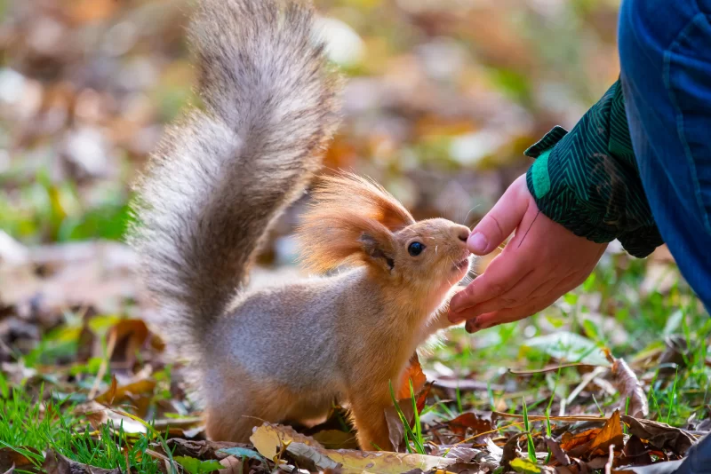 Белка трогает руку человека