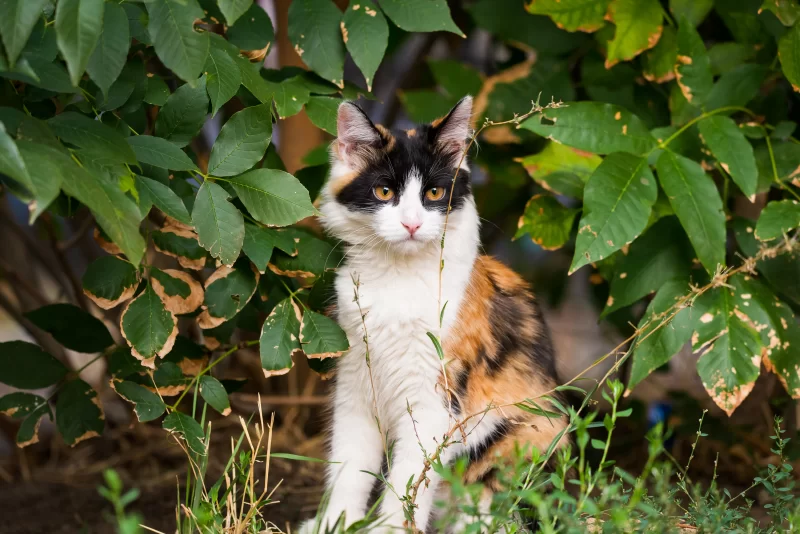 Calico cat in the shade of greenery