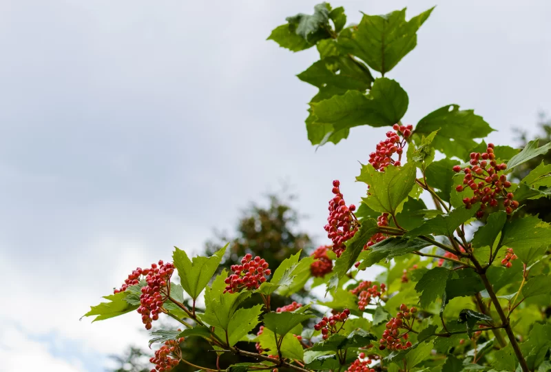 Красные ягоды калины на фоне неба