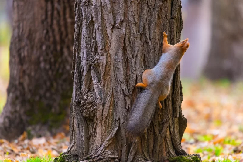 Squirrel on Tree. Autumn