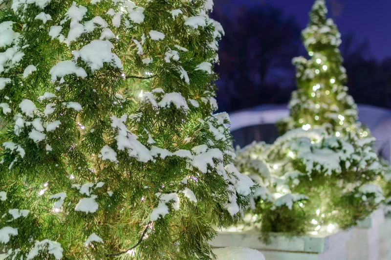 Small thuja trees covered by snow in park