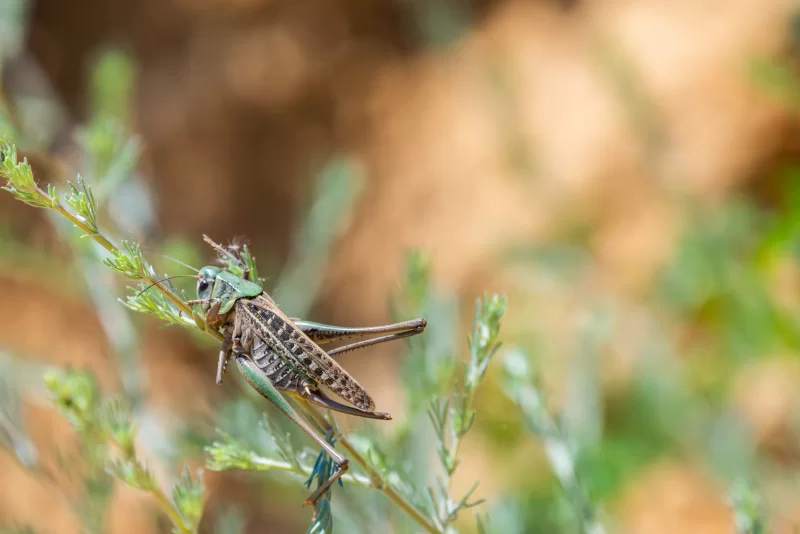 Кузнечик на ветке