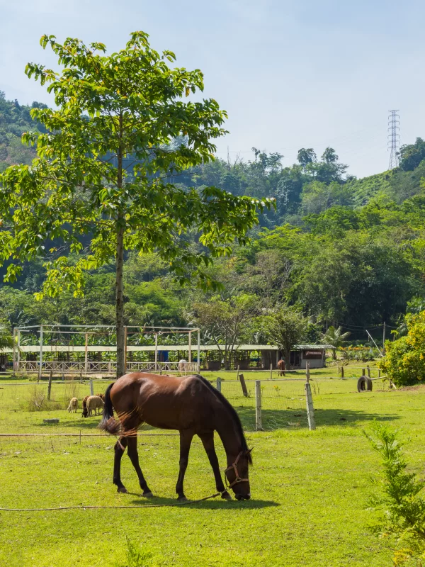 Лошадь пасётся на залитом солнцем лугу среди зелёных холмов