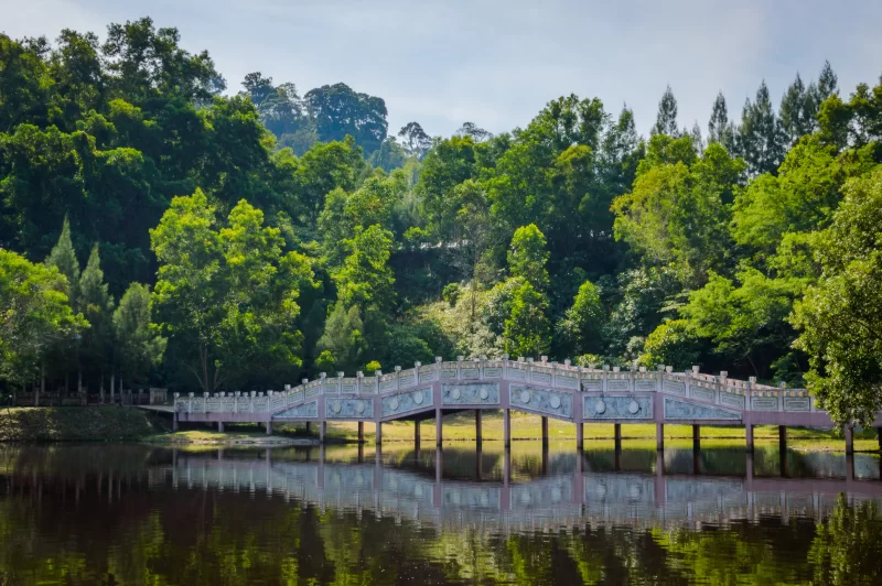 Elegant Bridge Over Serene Lake in Tropical Forest