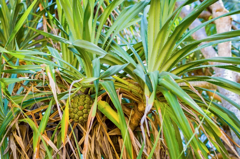 Плод пальмы на дереве