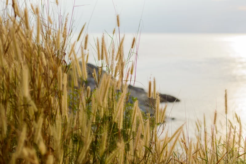 Золотая трава на побережье во время заката