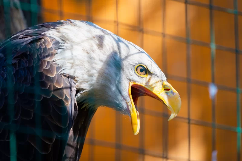 Голова белоголового орлана вблизи: острый взгляд и раскрытый клюв