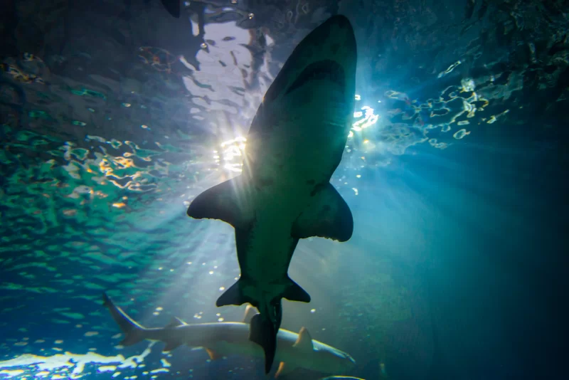 Силуэт Акулы на фоне голубого света