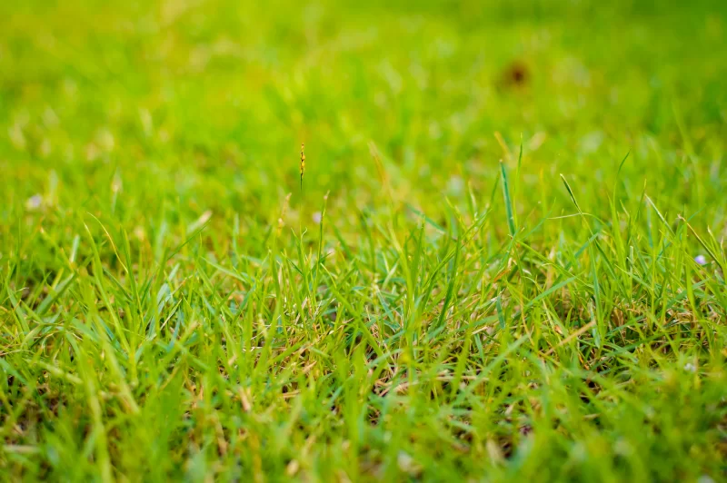 Крупный план сочной зеленой травы