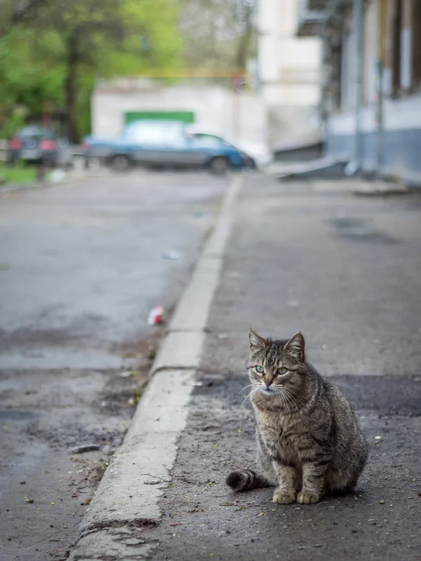 A lone cat sits on the asphalt by the side of an urban street