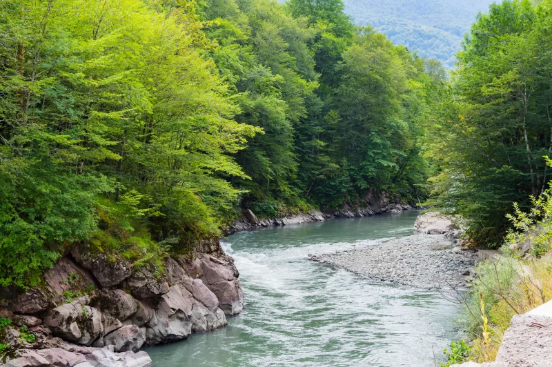 Горная река в зеленом лесу