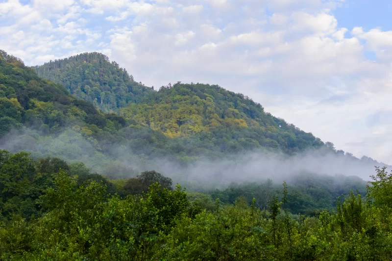 Misty mountain forest