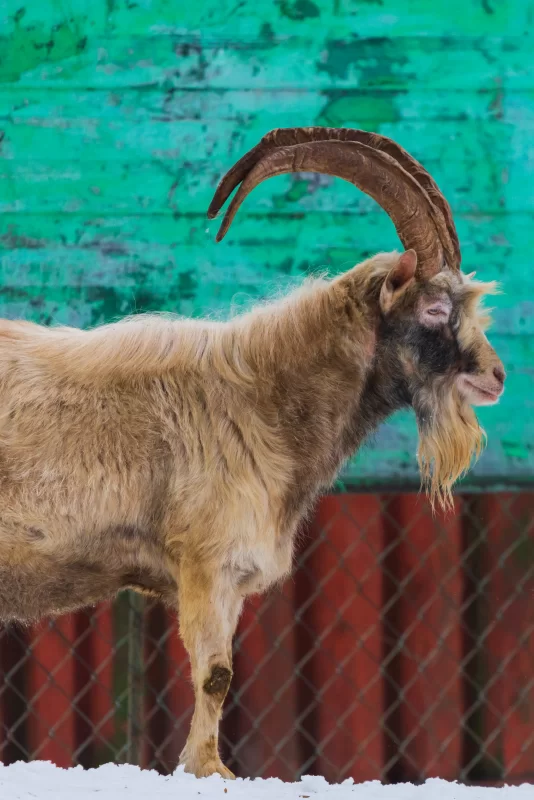 Козел с большими рогами зимой