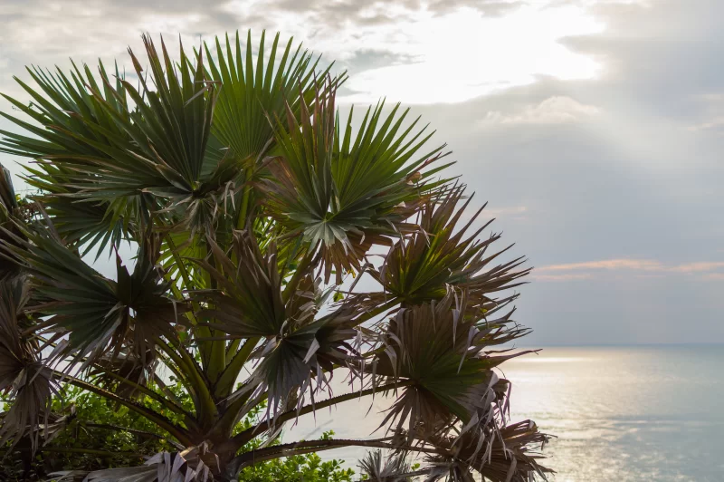 Пальмы на закате у моря