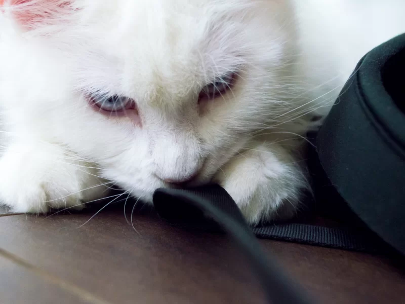 Нежный белый кот с голубыми глазами отдыхает, прижавшись к черному предмету