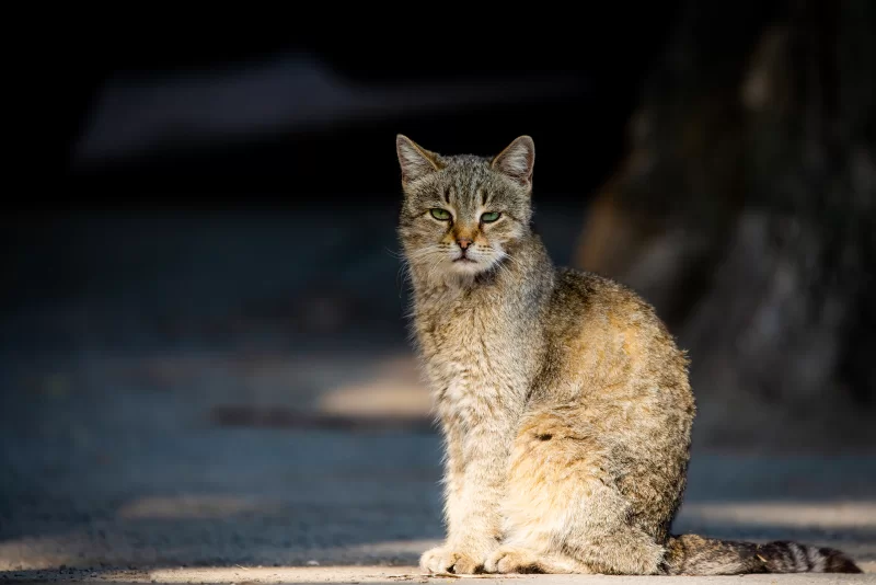 Portrait of a wild cat with piercing green eyes sitting in shadow