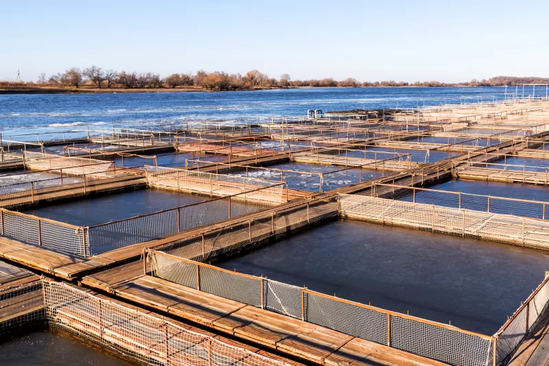 Клетки для рыбоводства в естественной реке