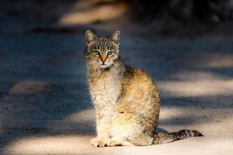 Задумчивый взгляд домашнего кота на улице
