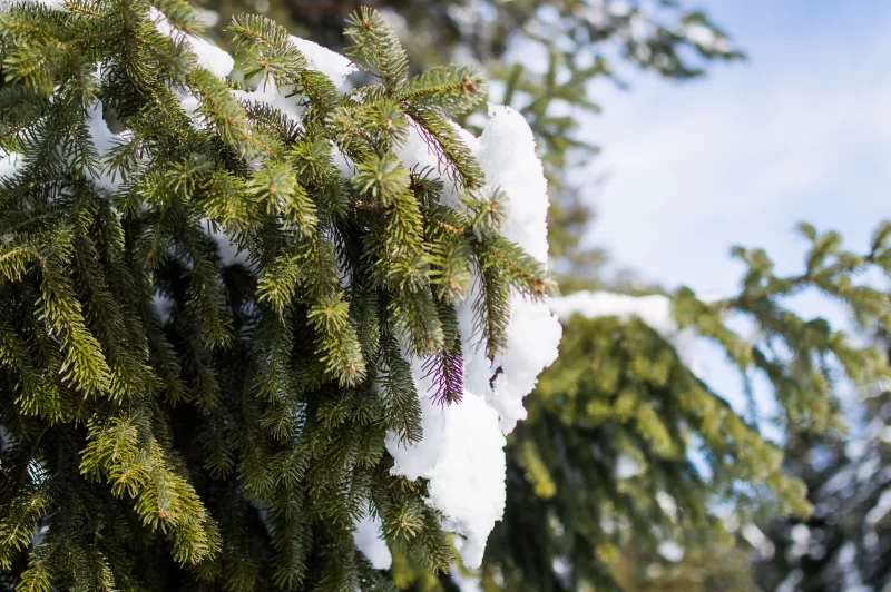 Зимний лес: еловая ветка, покрытая снегом, на фоне голубого неба