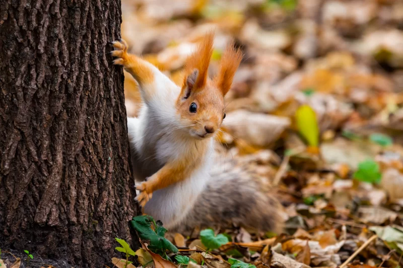 Рыжая белка прячется за деревом осенью