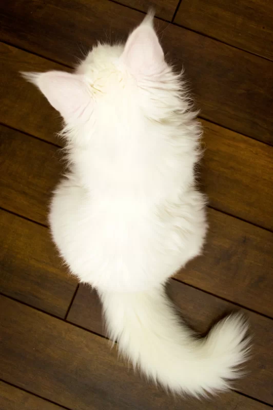 Fluffy white maine coon kitten sitting on a wooden floor