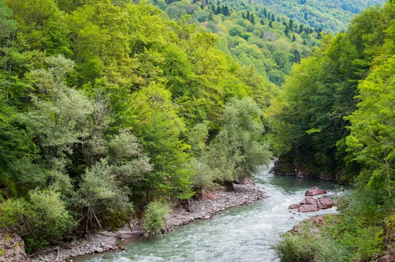 Mountain river in lush forest
