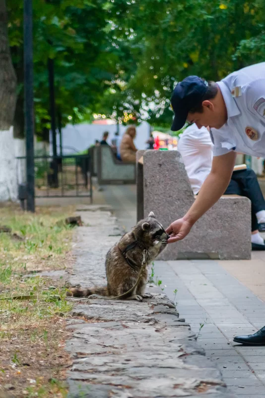 Полицейский угощает енота в Парке Горького