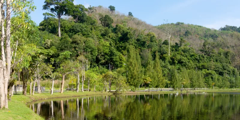 Серенное озеро в густом зелёном парке