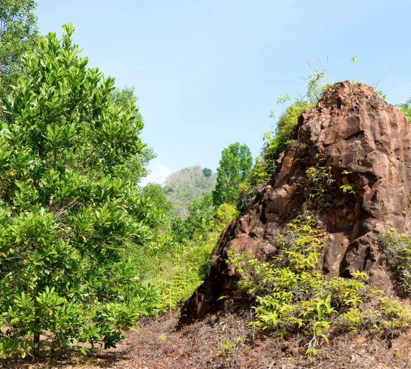 Панорама тропического леса с крупным камнем и зелеными деревьями
