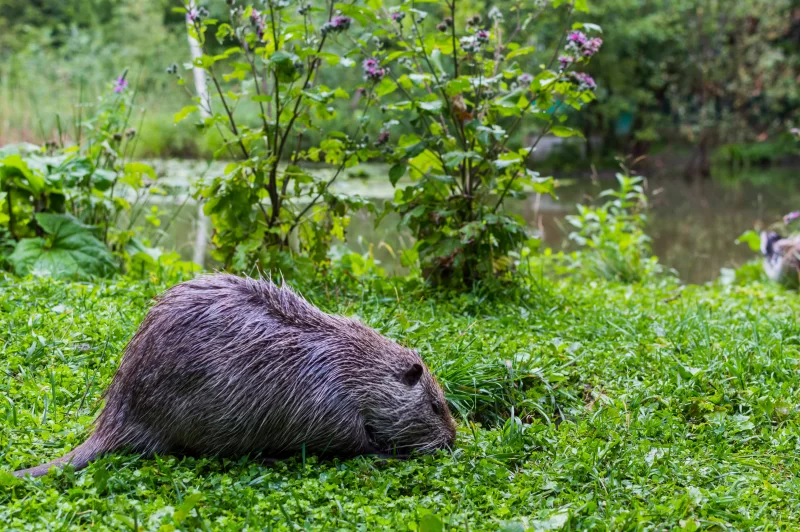 Nutria eating grass by a pond in a summer park