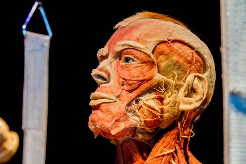 Выставка анатомии человека