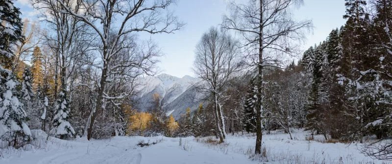 Зимний лес и заснеженные горы