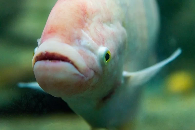 Портрет рыбы в аквариуме