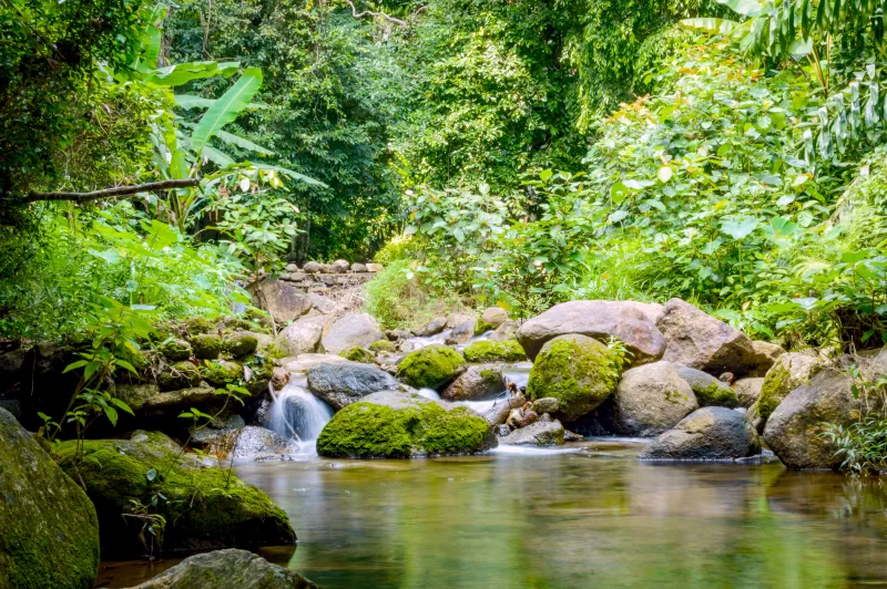 Сереное тропическое ручье между мхом на камнях