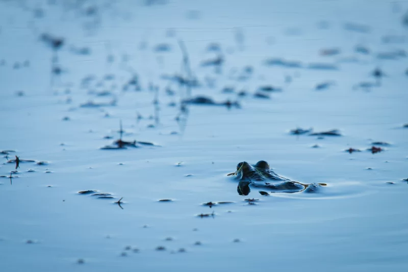 Frog in water, natural scene
