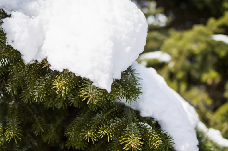 Winter wonderland: spruce branch in snow against forest background