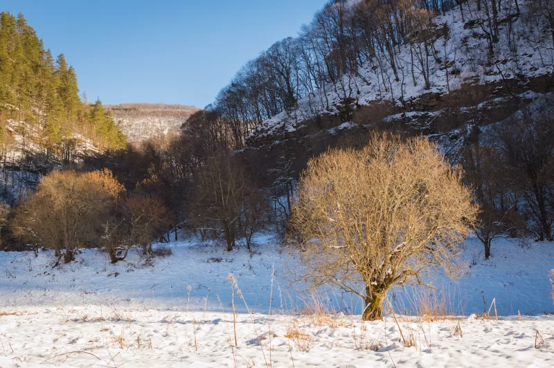 Зимний горный пейзаж с заснеженными склонами и деревьями