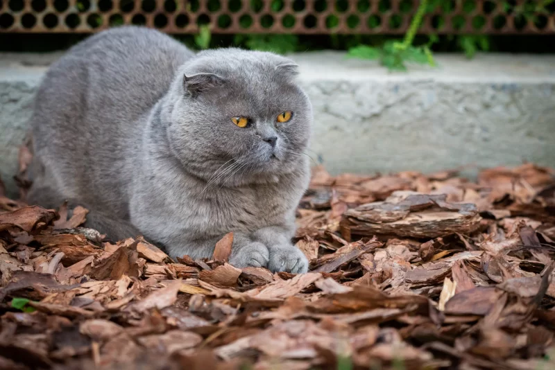 Пушистый серый шотландский вислоухий кот с янтарными глазами, отдыхающий на древесной коре