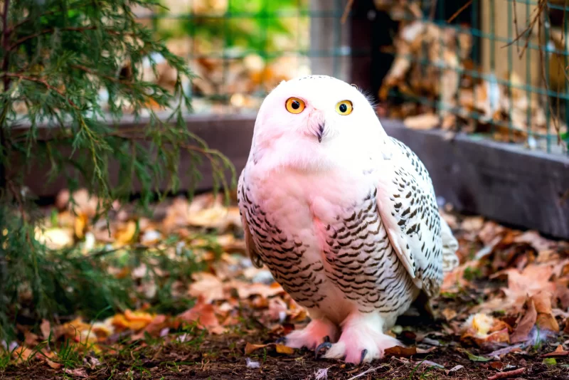 White Owl in Autumn Park