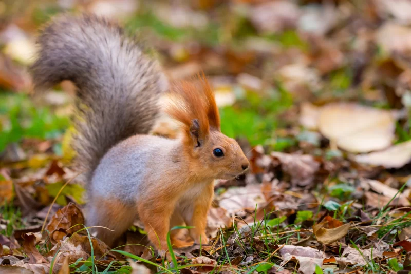 Белка в осеннем лесу