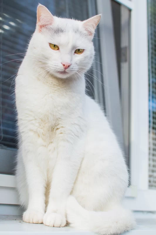 Элегантный белый кот с пронзительными янтарными глазами сидит на подоконнике
