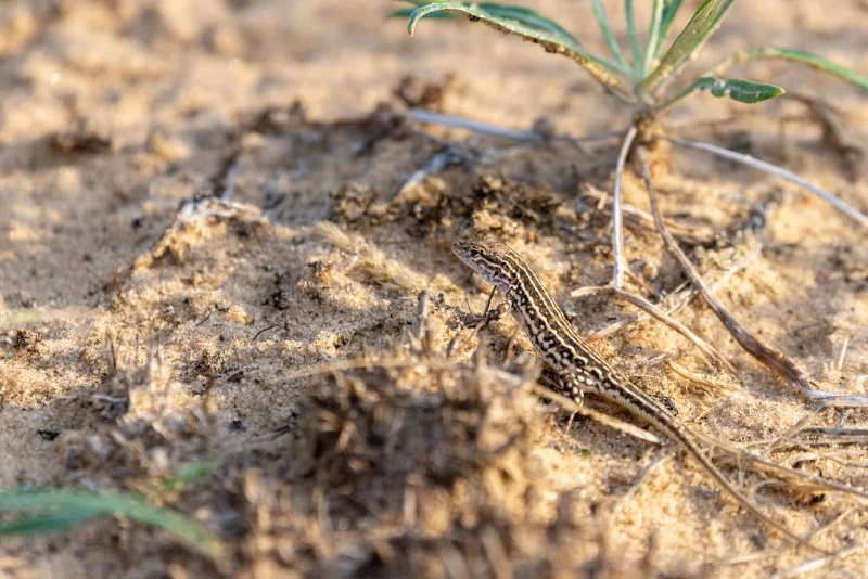 Прыткая ящерица Lacerta agilis в природе