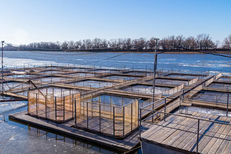 Клетки для рыбоводства на замерзшей реке