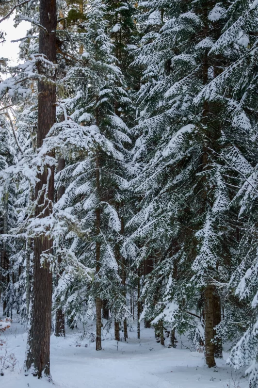 Заснеженный зимний лес: величие природы под покровом снега