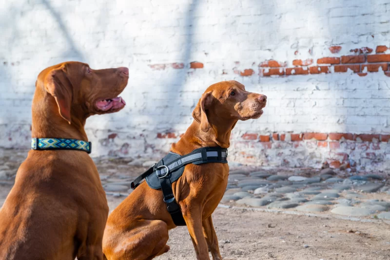 Два венгерских виззлы на фоне старой кирпичной стены