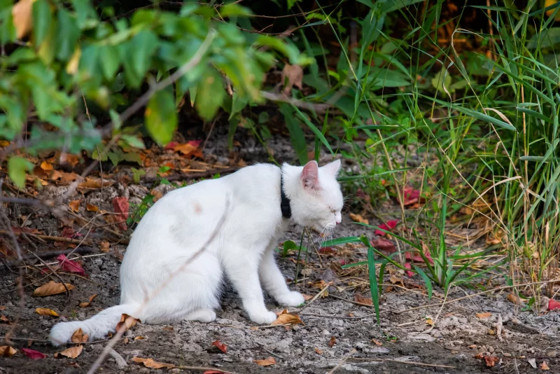 White cat explores nature