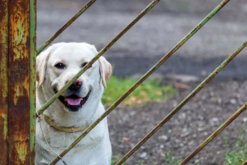 Счастливый лабрадор за ржавой оградой