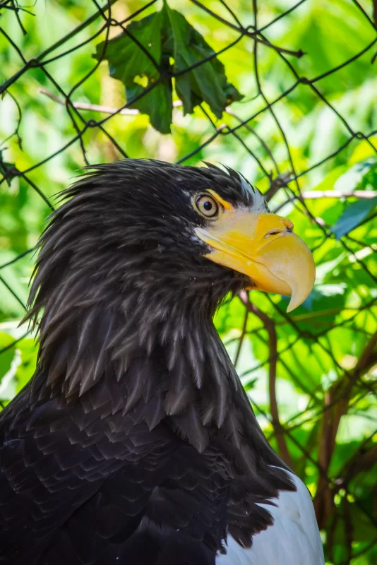 Портрет орла: взгляд хищника