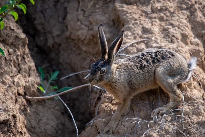 Заяц в родной стихии