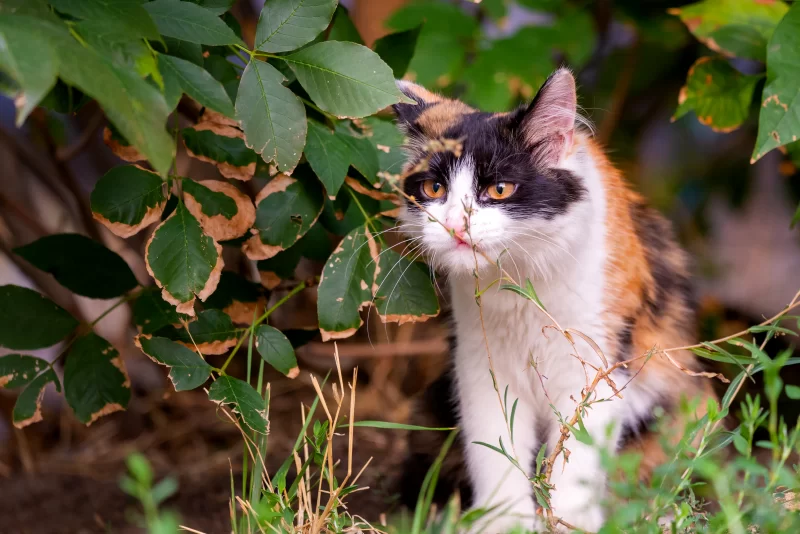 Трехцветная кошка прячется среди зелени, взгляд полный любопытства
